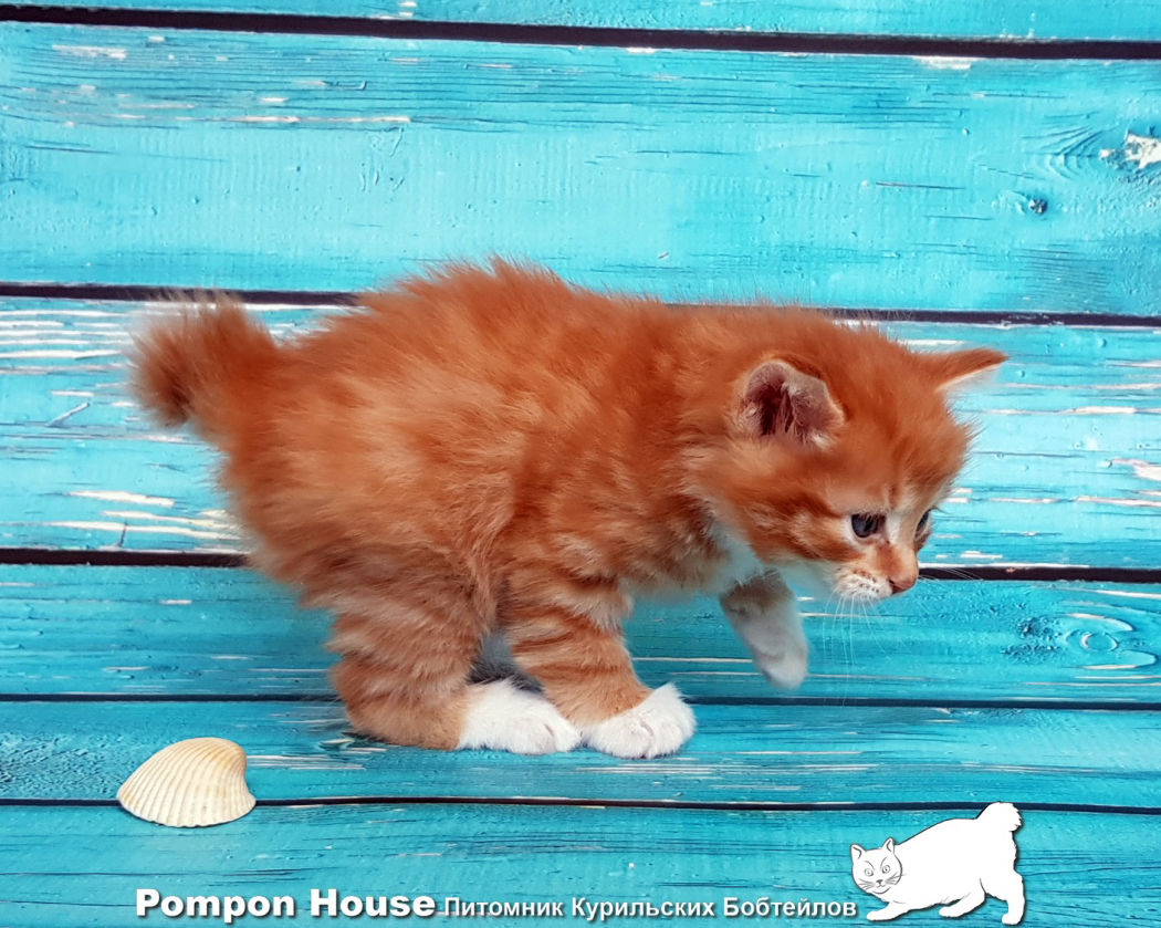 Котенок Курильского Бобтейла