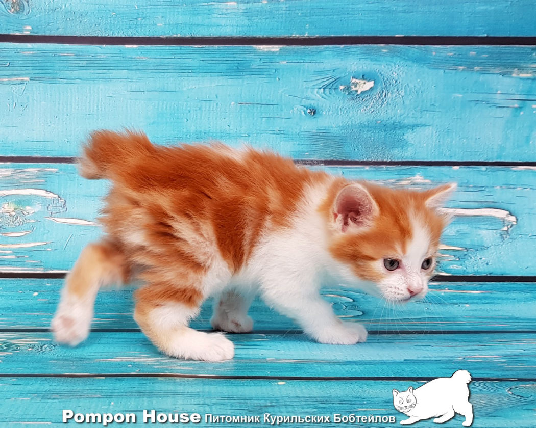 Котенок Курильского Бобтейла