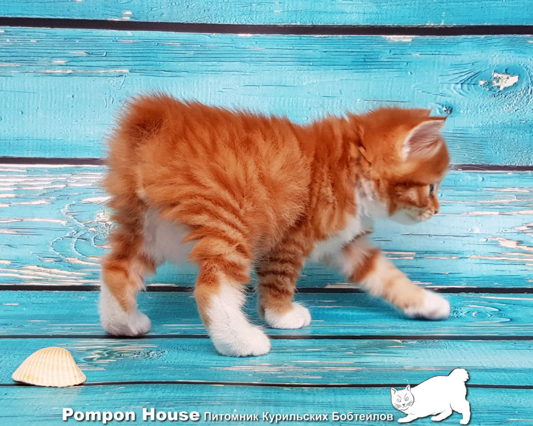 Котенок Курильского Бобтейла